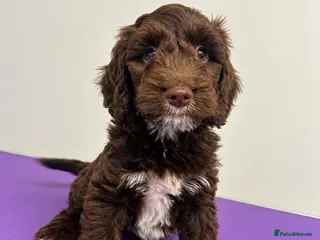 Sproodle dogs Miniature springerdoodle last chocolate boy - Advert 4