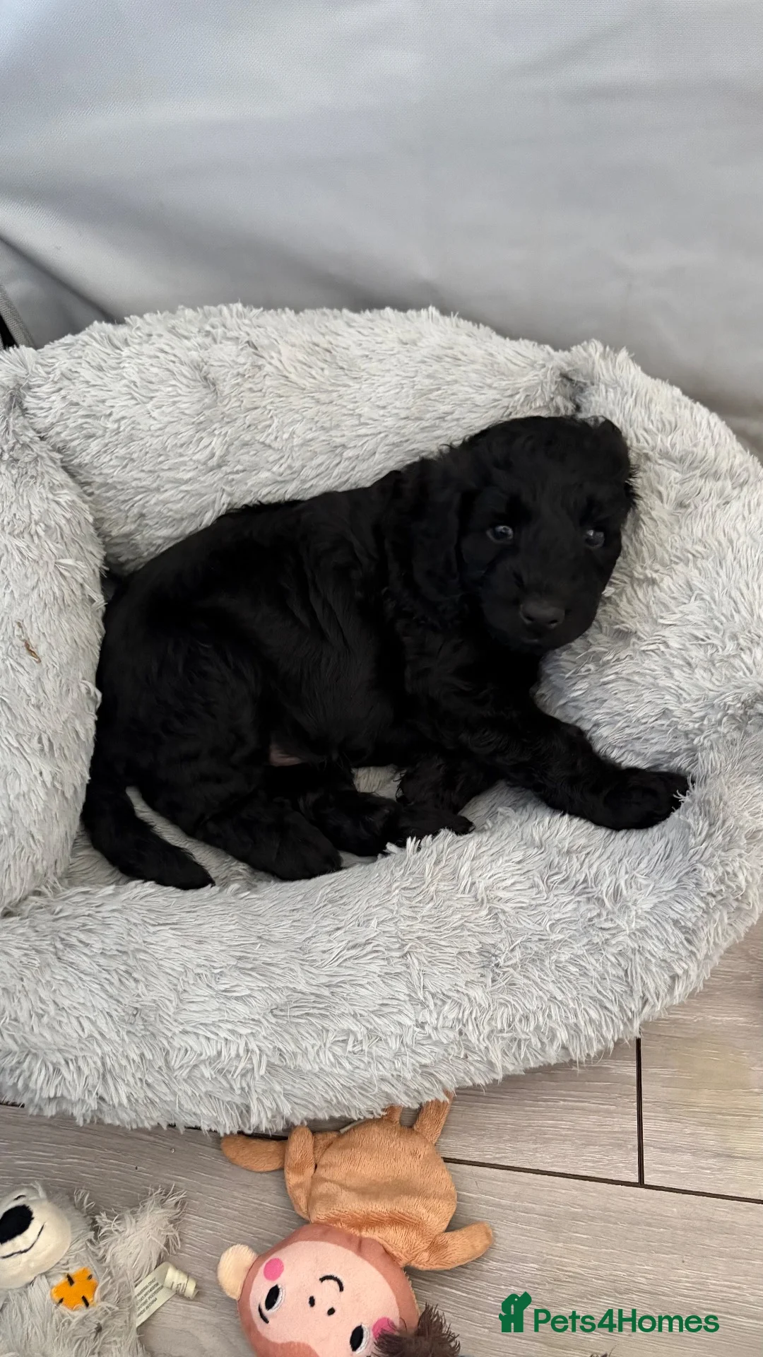 Labradoodle dogs for sale: PUPPS READY 13th LAST THREE LEFT BLACK LABRADOODLE - Advert 9