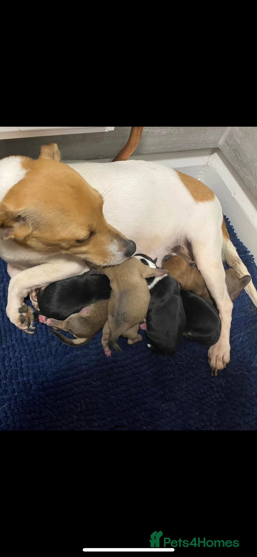 Mixed Breed dogs for sale: Jack x chi babies now available  - Advert 1