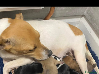Mixed Breed dogs Jack x chi babies now available - Advert 8