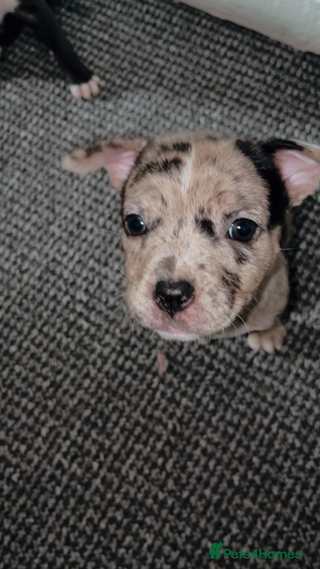 Mixed Breed dogs for sale: Bullypit/labrador pups for sale  - Advert 2