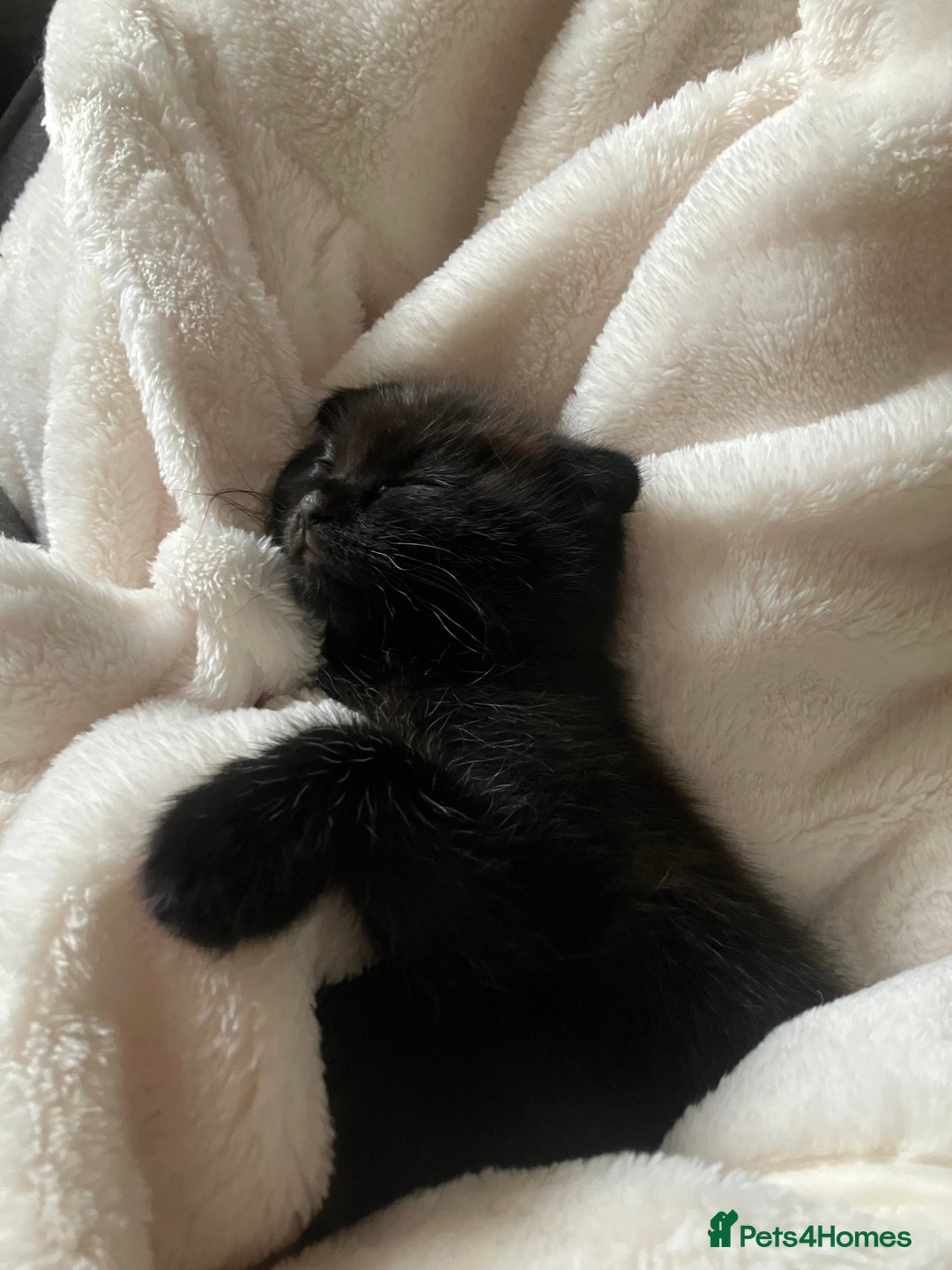 Scottish Fold cats for sale: Khao Manee/Scottish fold Girl - Advert 7