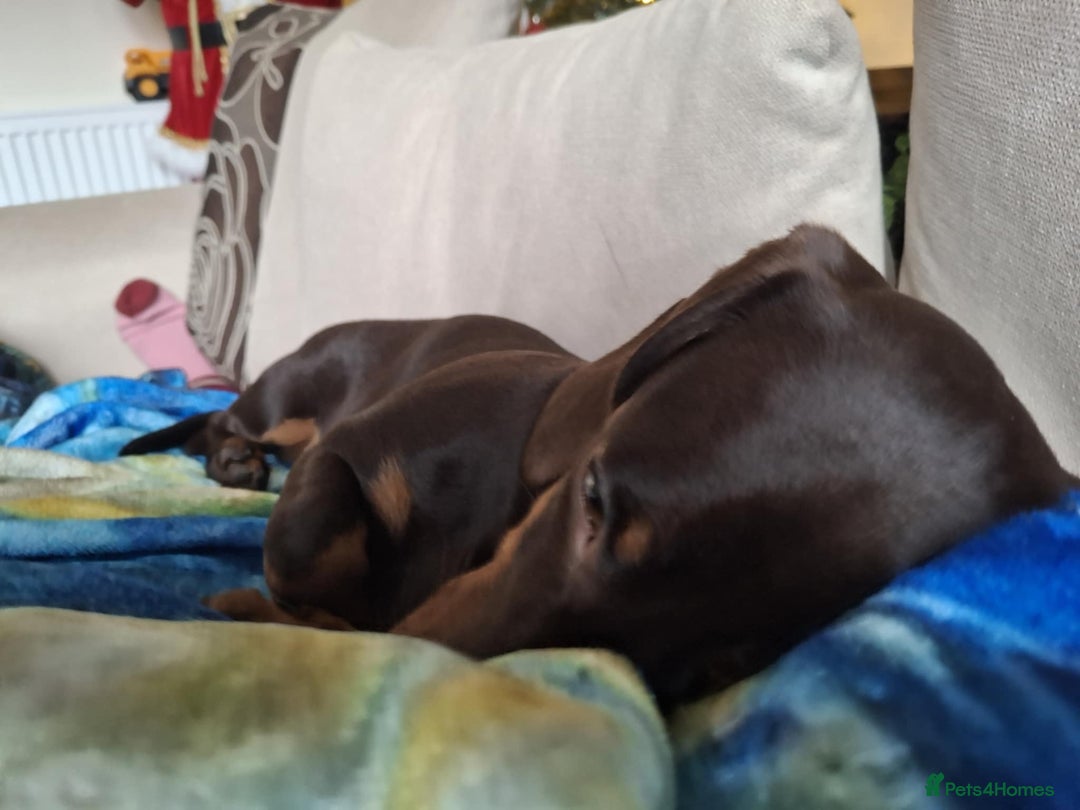Miniature Dachshund dogs for sale: Winnie miniature dachshund - Advert 9