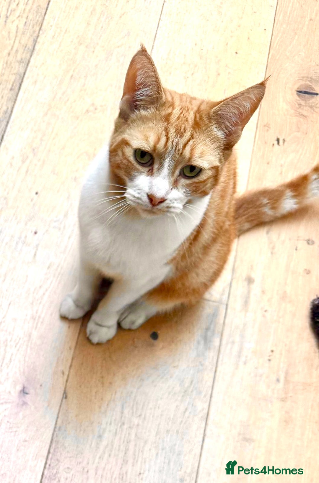 British Shorthair cats for sale: Spice - Advert 8