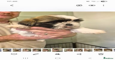 Shih Tzu dogs - Advert 6