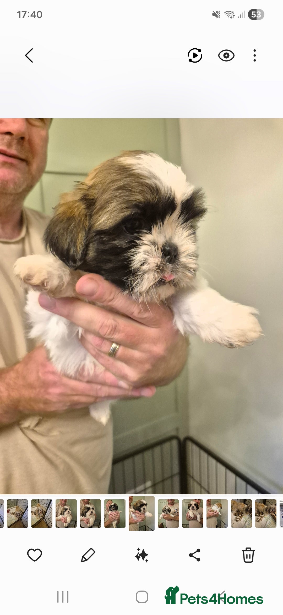 Shih Tzu dogs for sale: shis txu puppies - Image 3