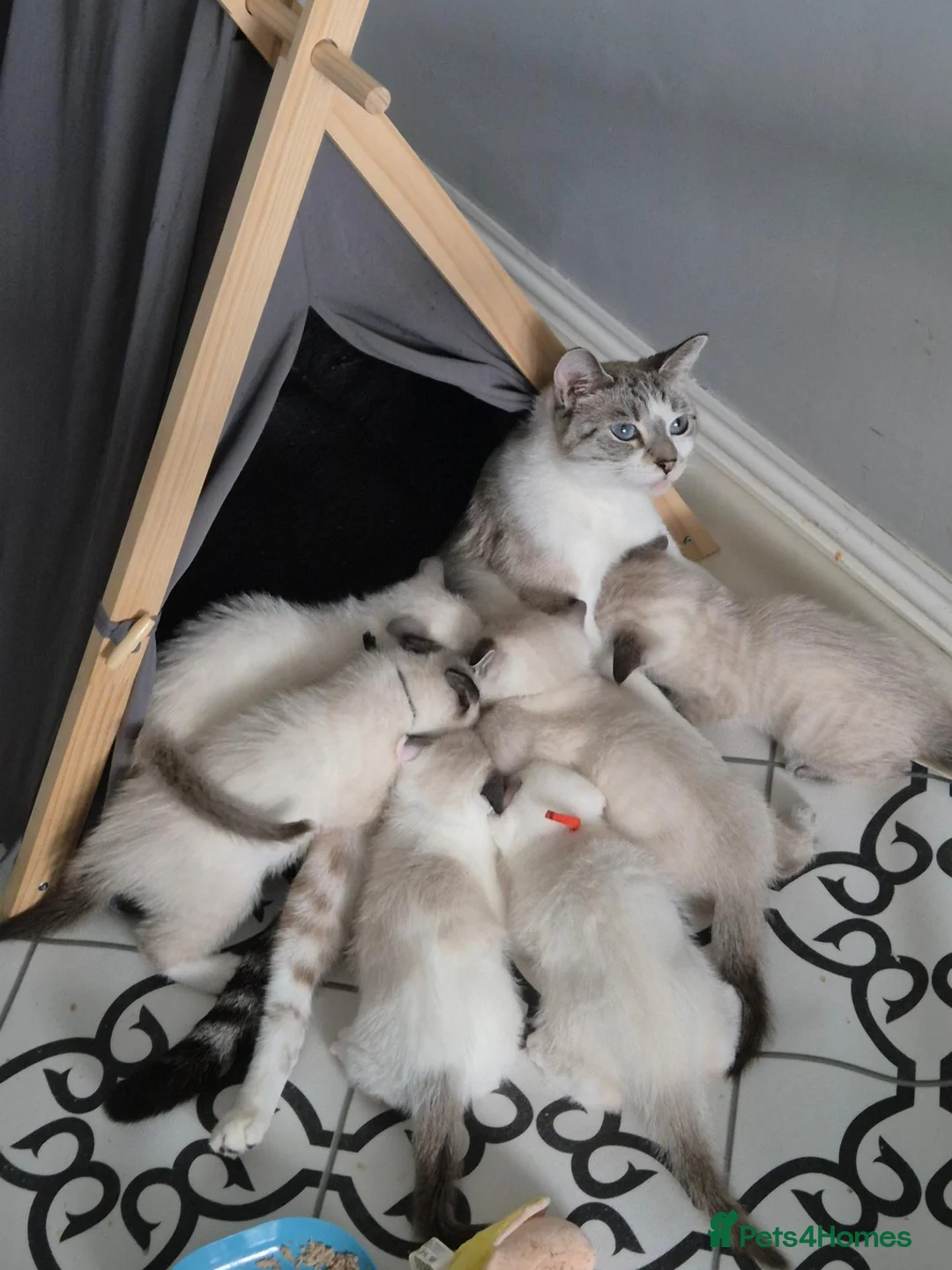 Snowshoe cats for sale: Rare Snowshoe Kittens  - Advert 1