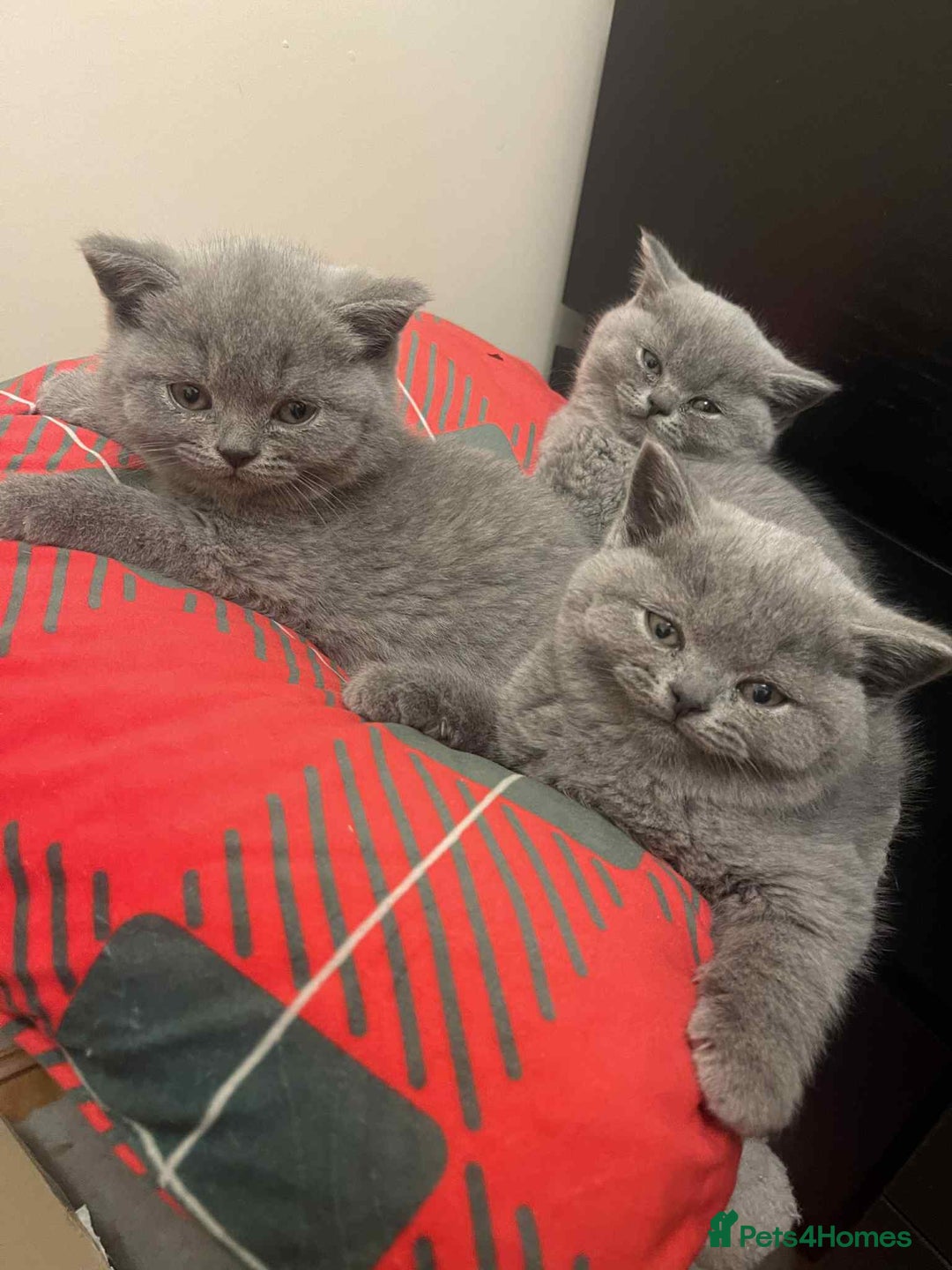 British Shorthair cats for sale: British Shorthair Blue Kittens for  **   - Advert 6
