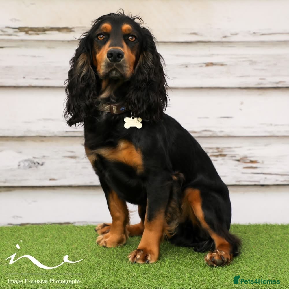 Cocker Spaniel dogs Working Cocker Spaniel stud  - Advert 5