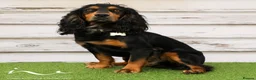 Cocker Spaniel dogs for stud: Working Cocker Spaniel stud  - Advert 1