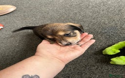 Mixed Breed dogs for sale: Husky cross dashound rare breed  - Image 8