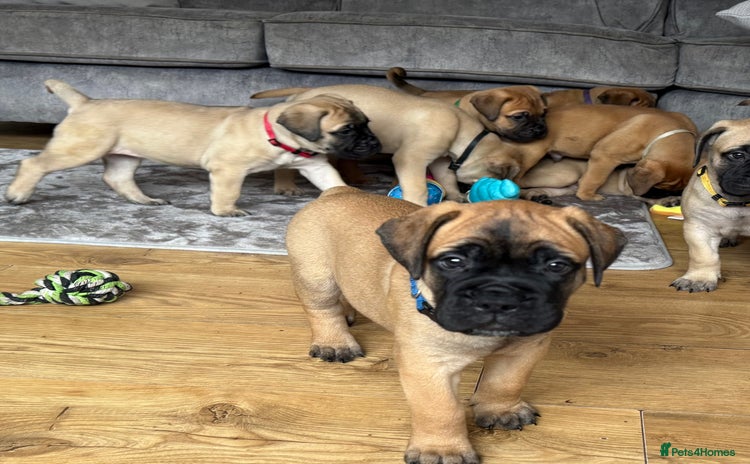 Bullmastiff dogs - Advert 2