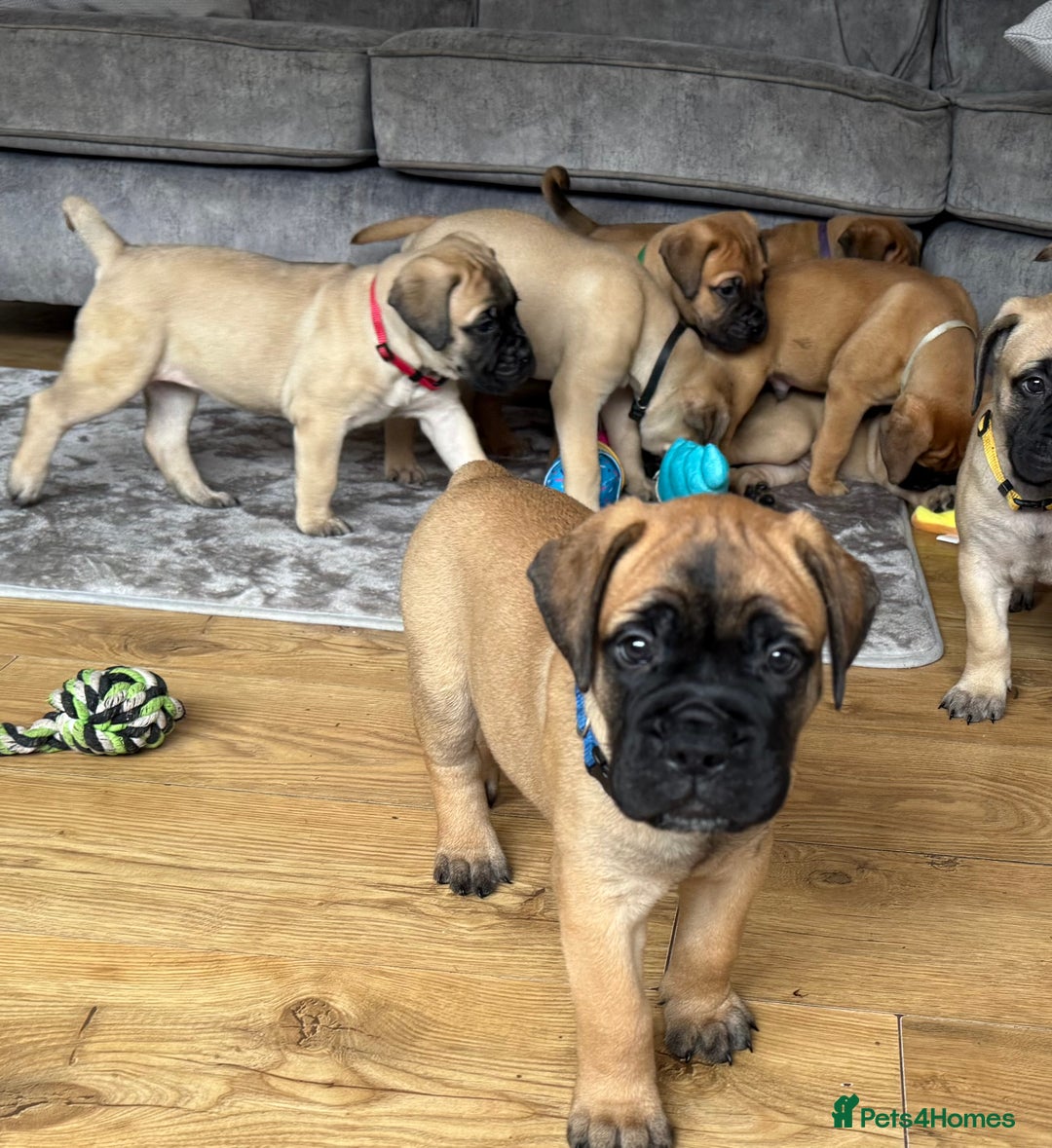 Bullmastiff dogs for sale: Show Quality Bullmastiff Puppies - Image 1