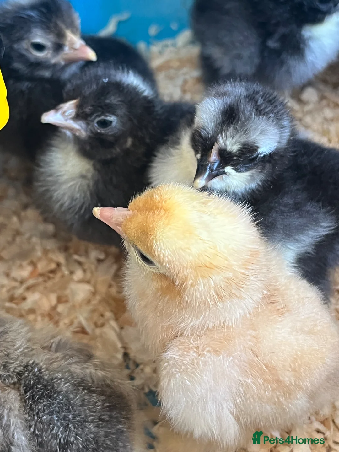 Chickens poultry for sale: Pekin Bantams, Chicks, Growers, Point of Lay, Hens - Advert 2