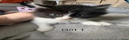 Mixed Breed cats for sale: 4 beautiful tuxedo kittens - Advert 11