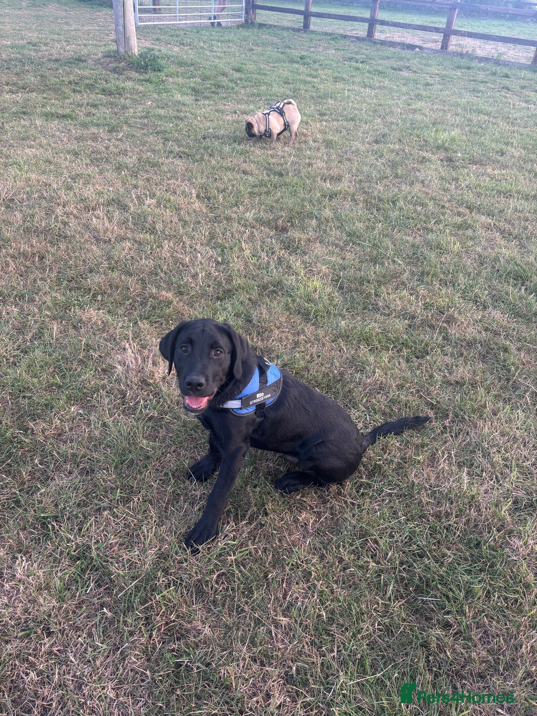 Goldador dogs for sale: Goldador for sale  - Advert 14