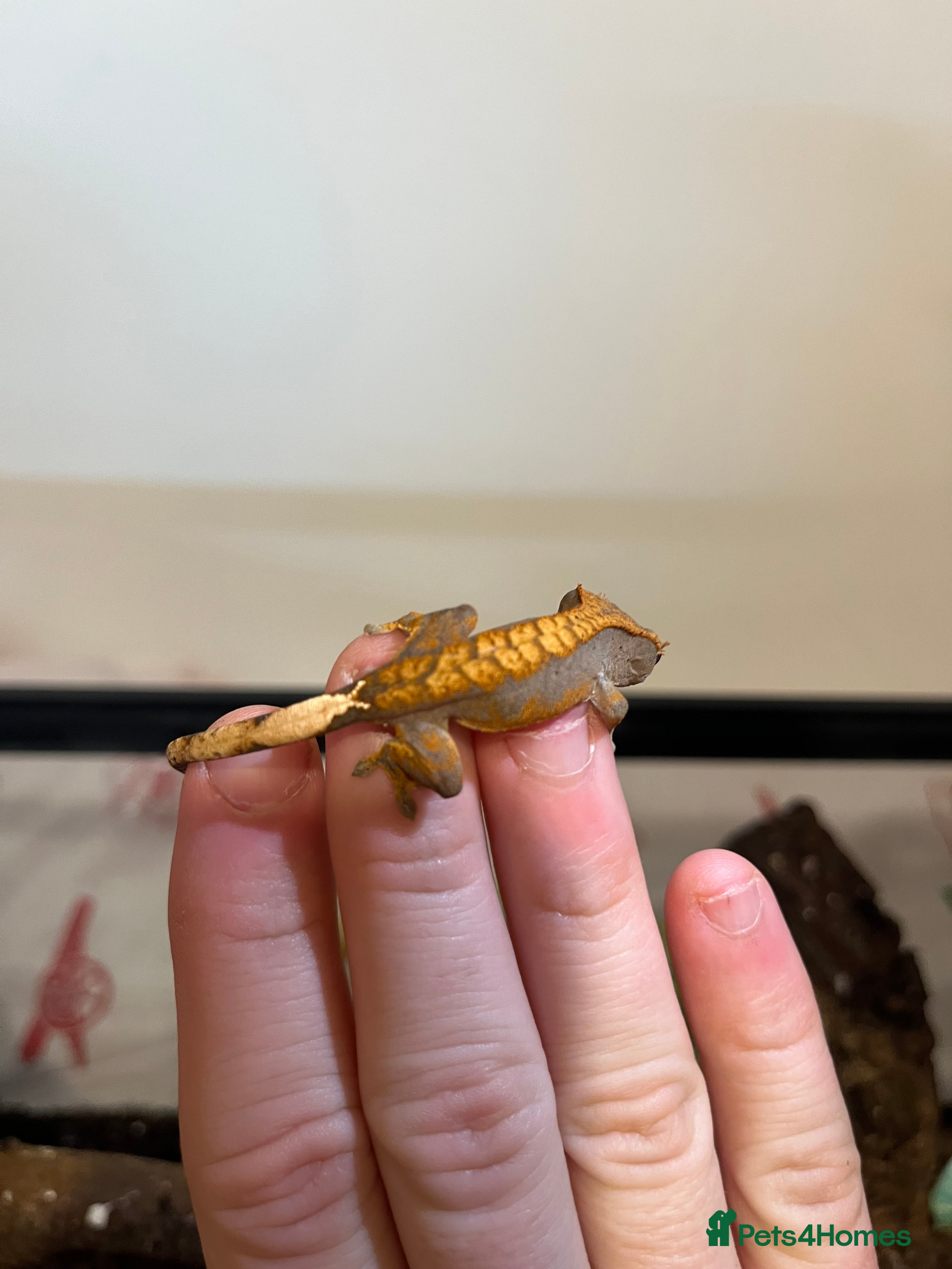 Gecko reptiles Crested gecko babies for sale  - Advert 1