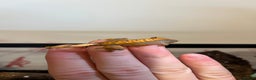 Gecko reptiles for sale: Crested gecko babies for sale  - Advert 1