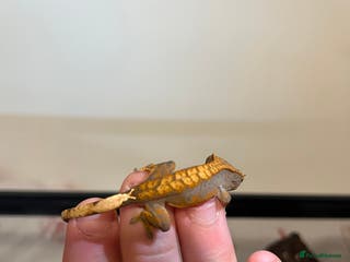 Gecko reptiles Crested gecko babies for sale - Advert 1