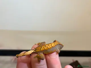 Gecko reptiles Crested gecko babies for sale - Advert 18