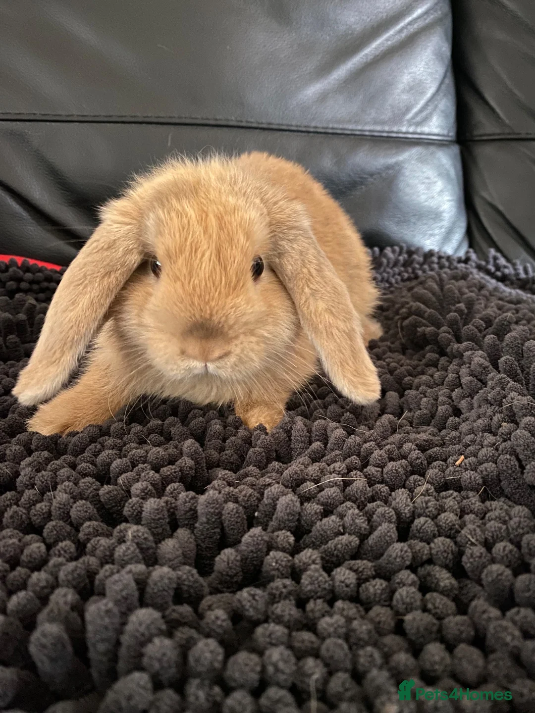 Mini Lop rabbits for sale: Mini lop doe - Advert 1