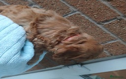 Cockapoo dogs for sale: READY NOW 5* F2B Apricot Merle Cockapoos - Image 19