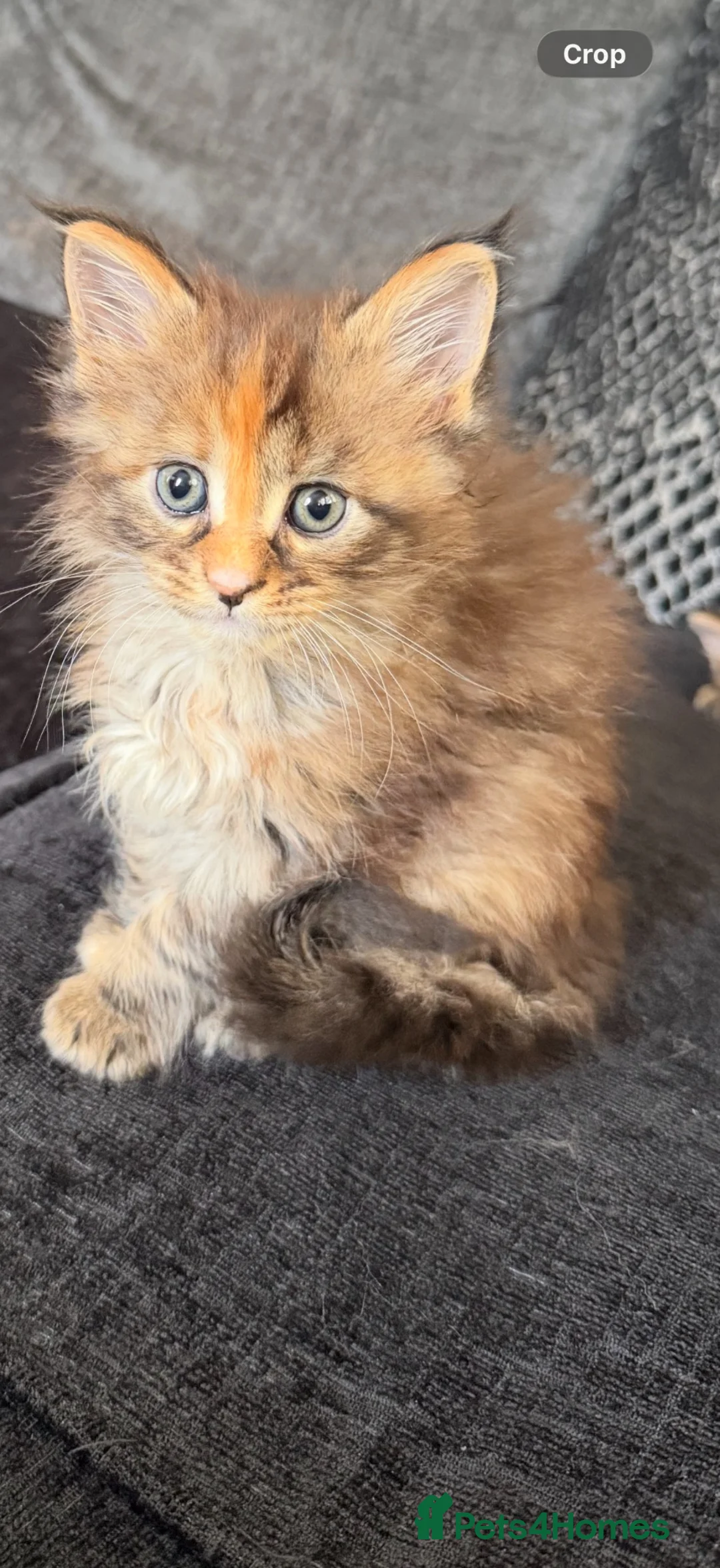 Maine Coon cats for sale: Main coon kittens  in Cumnock - Advert 2