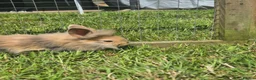 Mixed Breed rabbits for sale: Fluffy lionhead cross rabbits in Telford - Advert 2