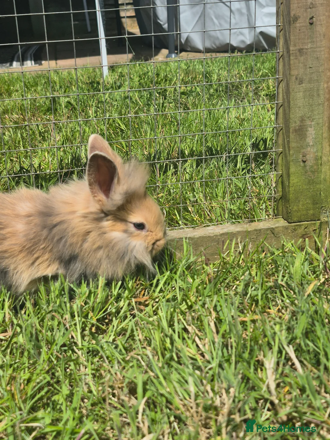 Mixed Breed rabbits for sale: Fluffy lionhead cross rabbits in Telford - Advert 2