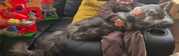Maine Coon cats for sale: Large Maine Coon kittens regd European bloodline - Advert 27