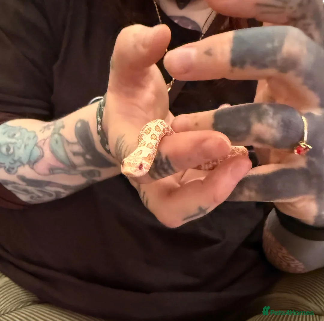 Snake reptiles for sale: Hognose Snake - Advert 3