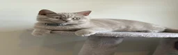 British Shorthair cats for sale: Beautiful British Shorthair Kittens Availbale ❤️❤️ - Advert 7