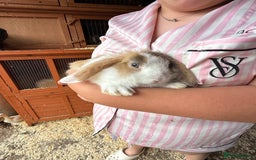 Mini Lop rabbits for sale: 1 beautiful mini lops for sale  - Image 14