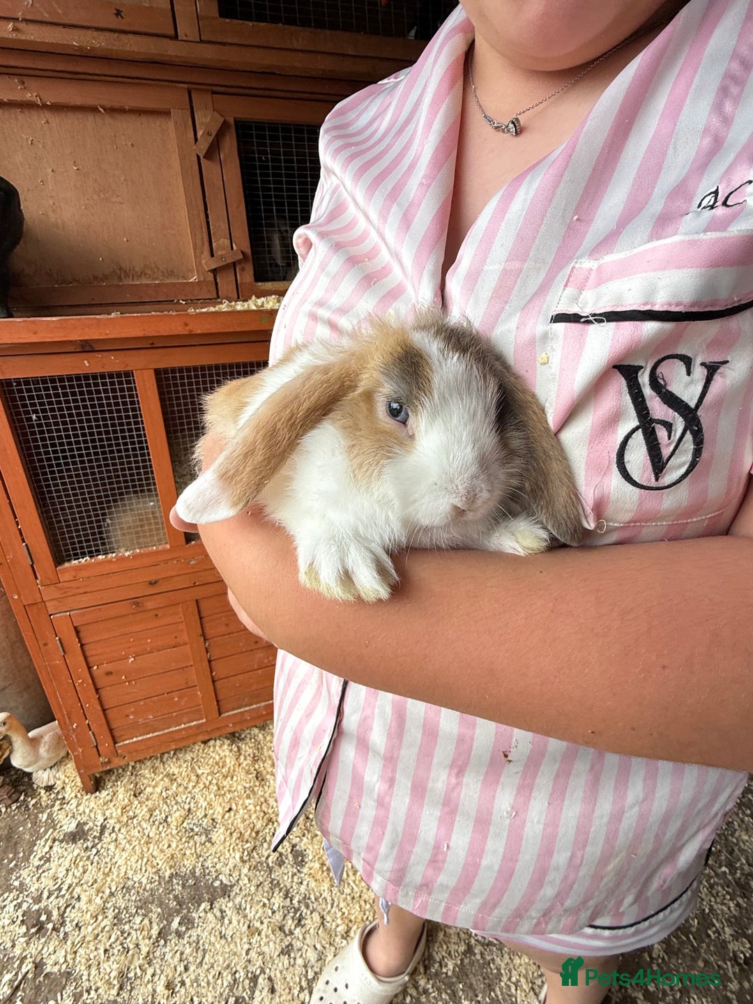 Mini Lop rabbits for sale: 1 beautiful mini lops for sale  - Image 14