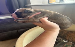 Old Tyme Bulldog dogs for sale: Beautiful old tyme bulldogs  - Image 7