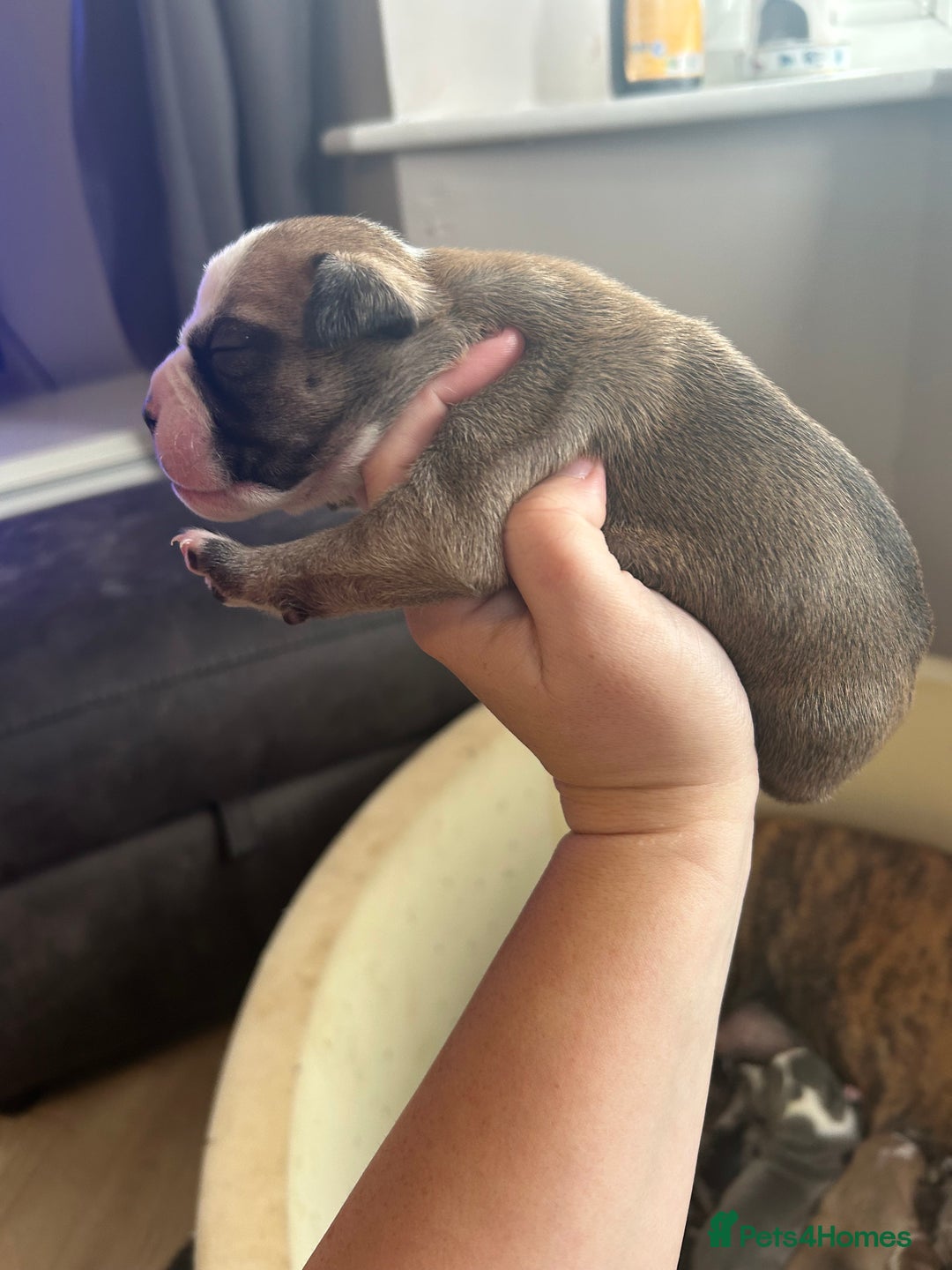 Old Tyme Bulldog dogs for sale: Beautiful old tyme bulldogs  - Image 7