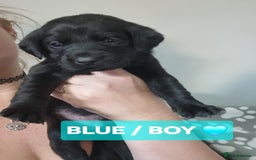 Labrador Retriever dogs for sale: ⭐️ Lush Lab Pups - READY 15/10/25 ⭐️ - Image 5
