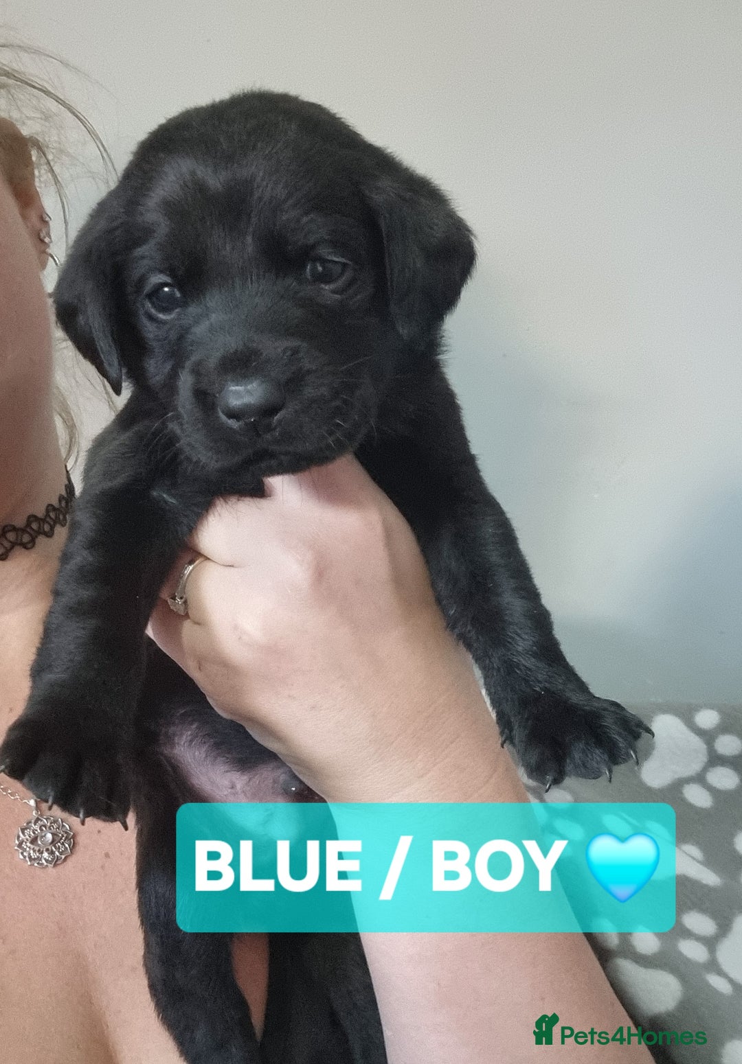 Labrador Retriever dogs for sale: ⭐️ Lush Lab Pups - READY 15/10/25 ⭐️ - Image 5