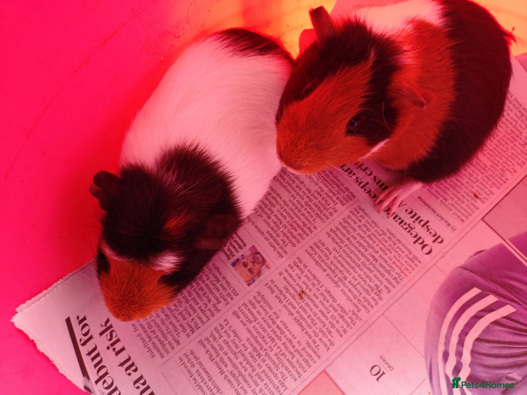Guinea Pig rodents for sale: Baby females and two adult female  - Image 2