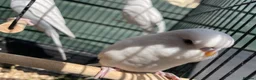 Budgerigars birds for sale: Budgies - Advert 3