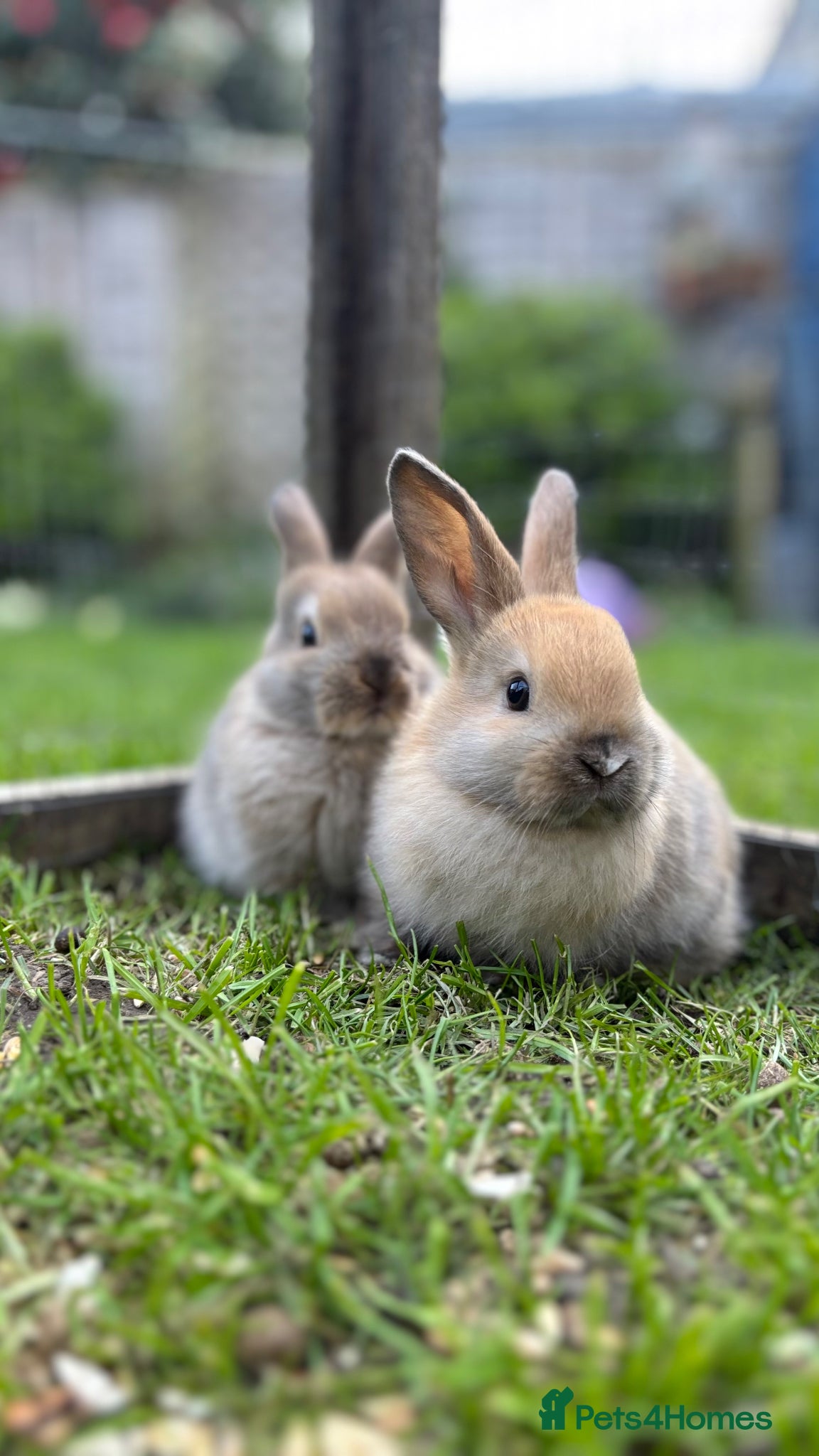 Mixed Breed rabbits Mini Lop CROSS Netherland. - Advert 11