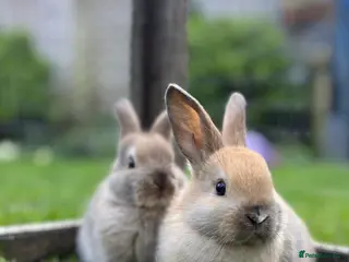 Mixed Breed rabbits Mini Lop CROSS Netherland. - Advert 11