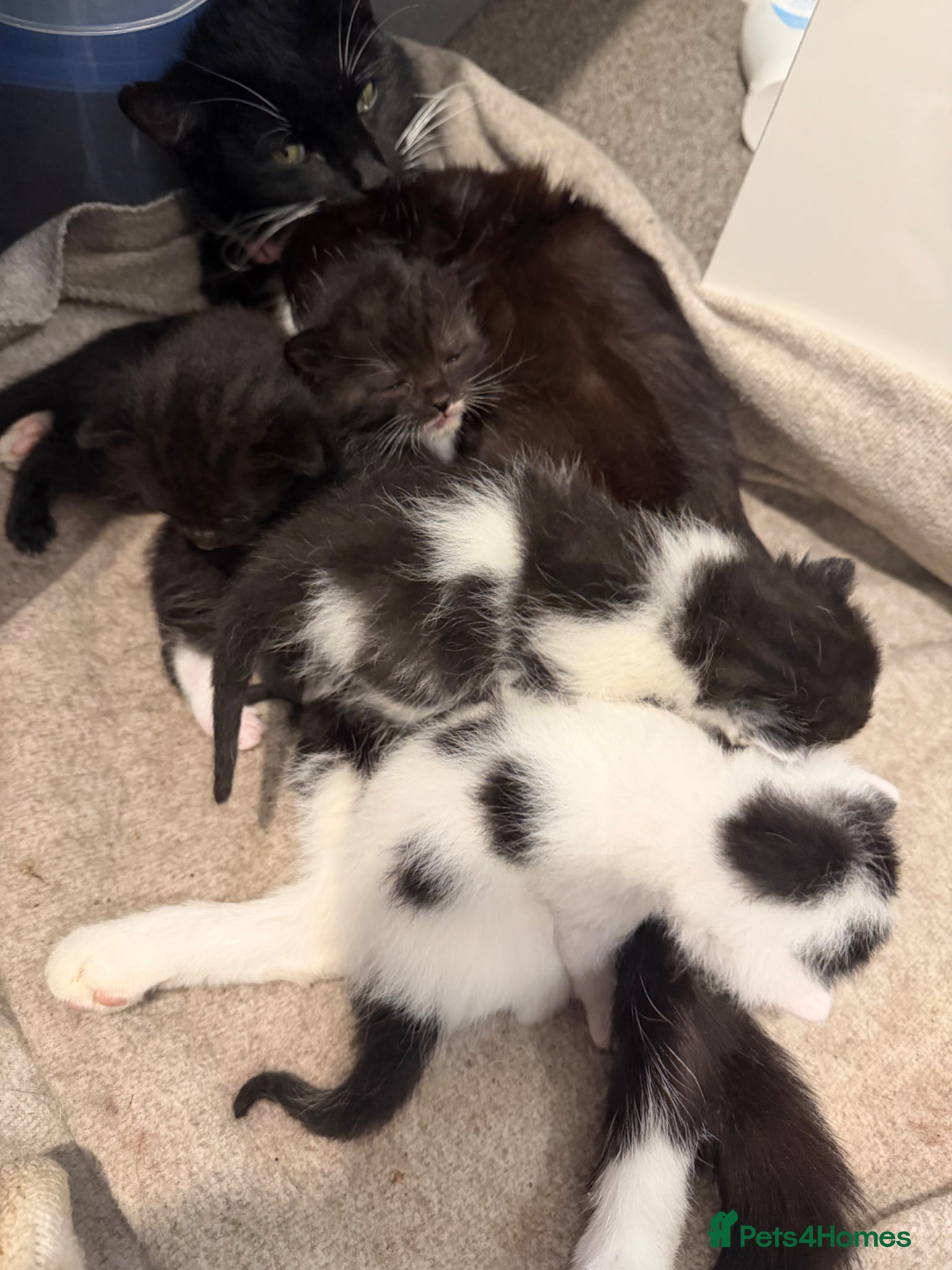 Mixed Breed cats 4 beautiful black and white kittens  - Advert 2