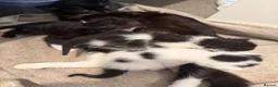 Mixed Breed cats for sale: 4 beautiful black and white kittens  - Advert 1