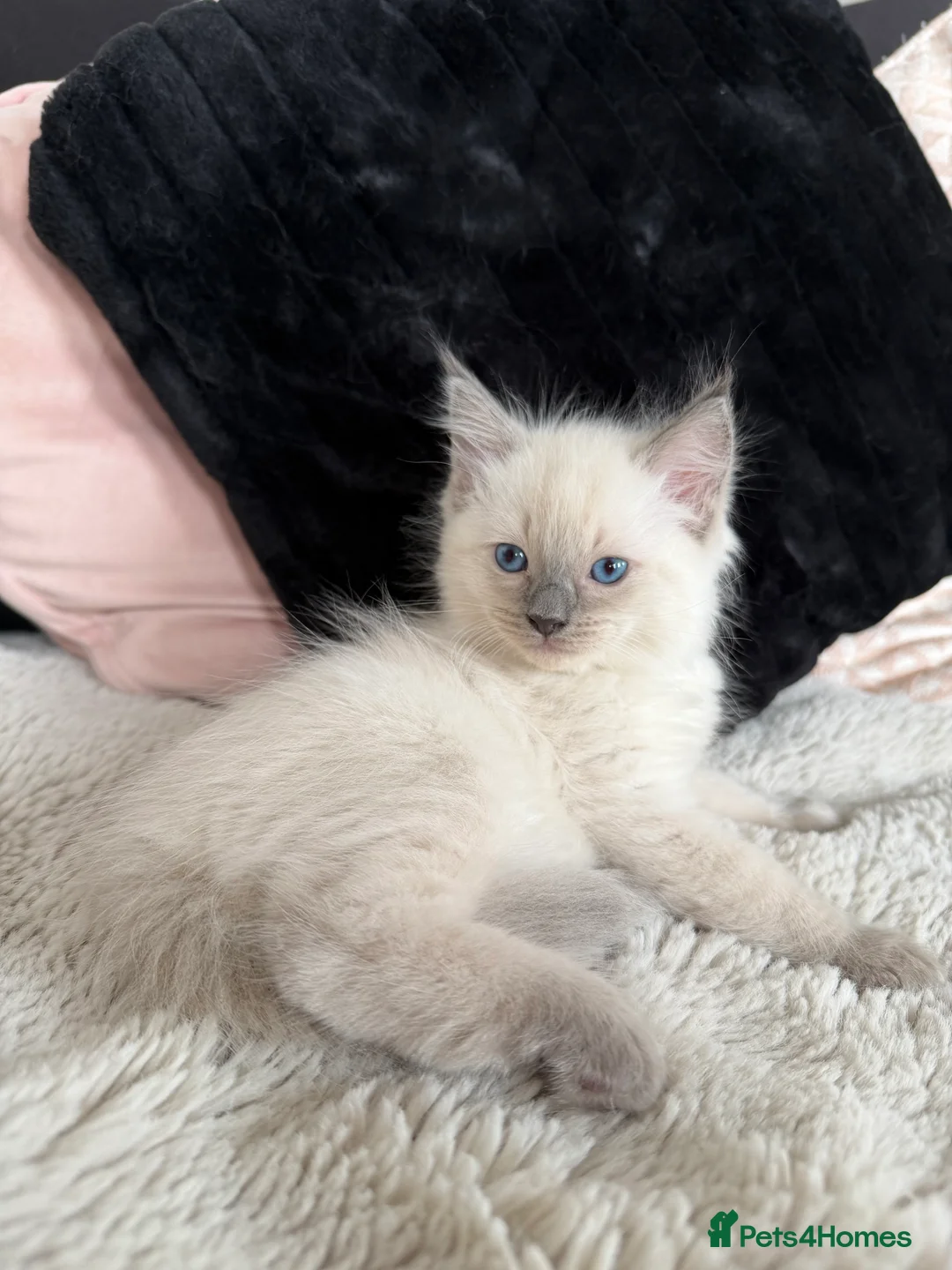 Ragdoll cats for sale: Blue point ragdoll kittens  - Advert 24