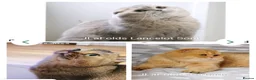 Scottish Fold cats for sale: Scottish fold  - Advert 13