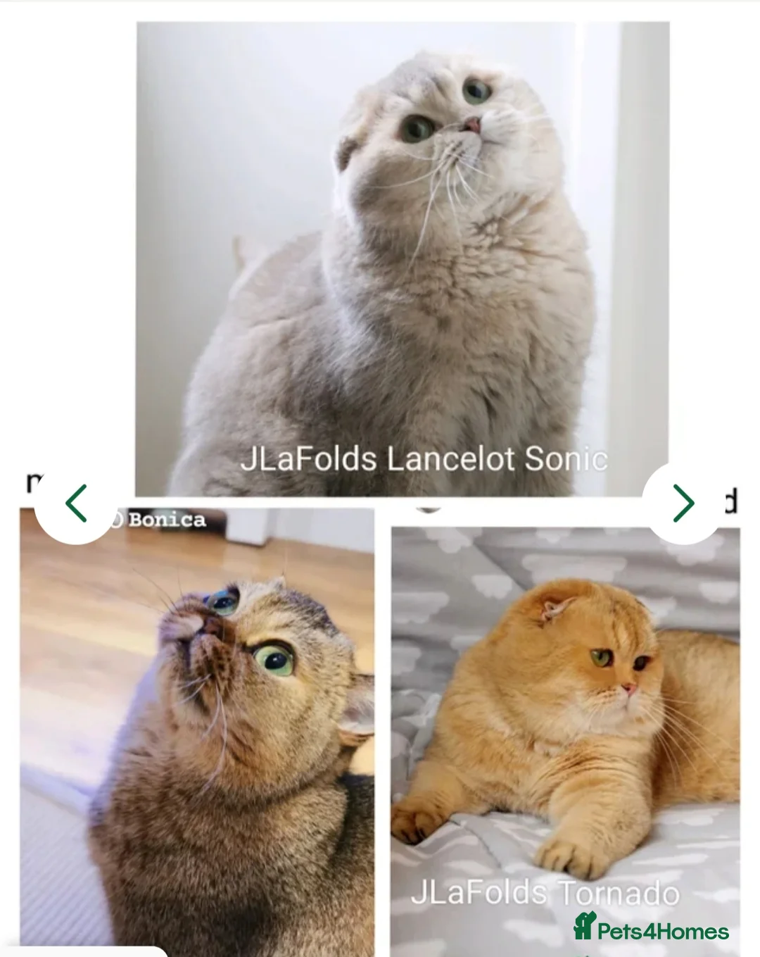 Scottish Fold cats for sale: Scottish fold  - Advert 13
