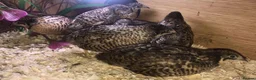 Quail poultry for sale: QUAILS/CHINESE PAINTED BUTTONS ! - Advert 18