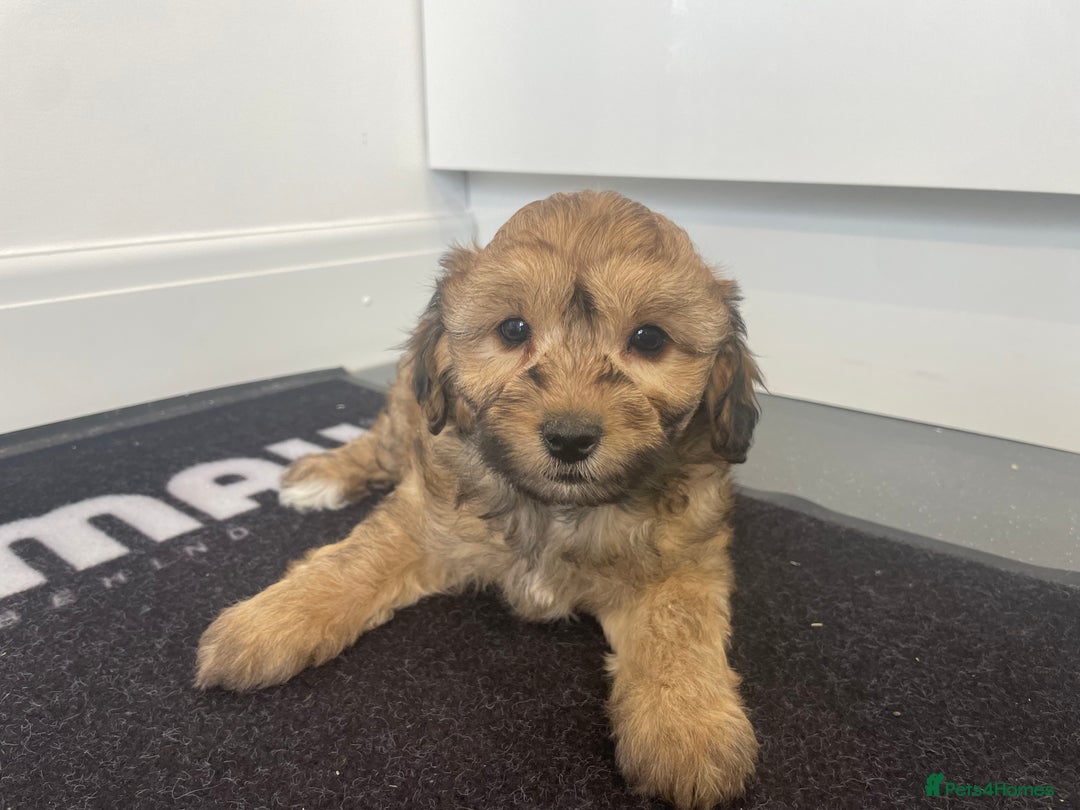 Cavapoochon dogs for sale: Beautiful Cavapoochon puppies for sale  - Image 18