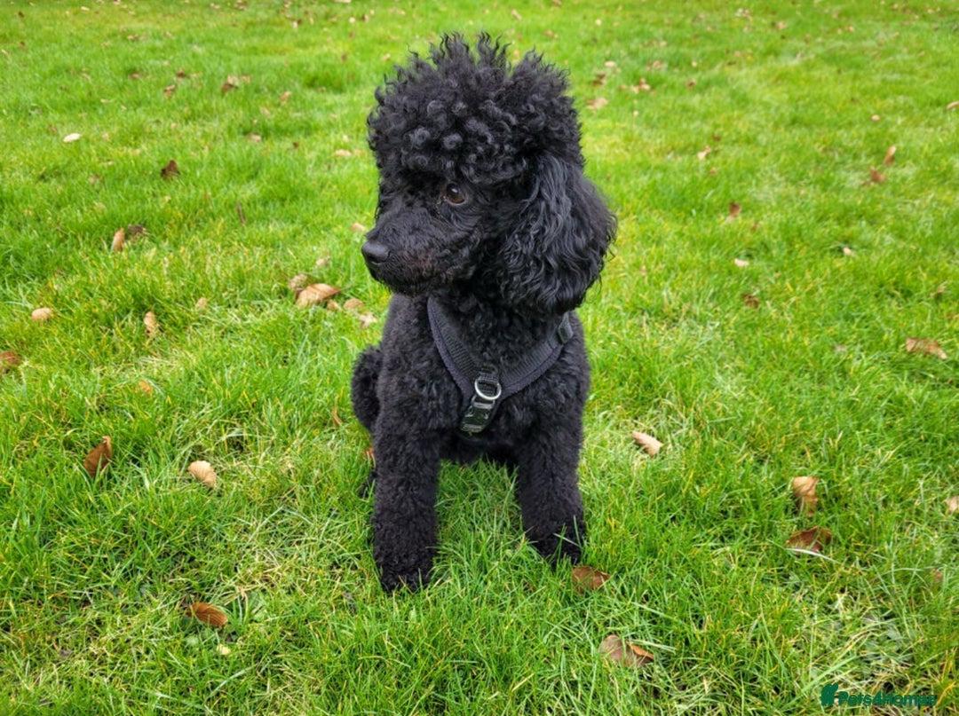 Cockapoo dogs for sale: Beautiful f1b cockapoos  - Image 7
